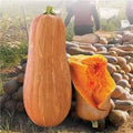 Honey Pumpkin Vegetable Seeds – 20 Premium Seeds for Sweet, Nutritious Pumpkin Harvests