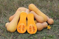 Sweet Butternut Squash Seeds (10 Seeds) – Kalabasa Pumpkin Variety, Creamy & Nutritious