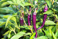 Purple Spicy Long Chili Pepper Seeds – 100 High-Quality Seeds for Hot, Colorful Harvests
