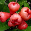 Java Apple Fruit Seeds – 80 High-Quality Seeds for Tropical, Juicy Tree Fruits (Tambis / Makopa)