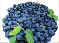 Blueberry Fruit Seeds – 300 Premium Seeds for Sweet, Antioxidant-Rich Harvests