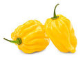 Premium Pack Yellow Habanero Pepper Seeds – 100 High-Quality Seeds for Fiery, Flavorful Harvests