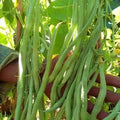 Baguio Beans Vegetable Seeds – 30 Premium Seeds for Crisp, High-Yield Harvests