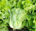 Italian Butter Glass Lettuce Seeds – 1500 Premium Seeds for Tender, Crisp Lettuce Harvests