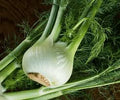 Bulb Fennel Cumin Herb Aromatic Seeds – 100 Premium Seeds for Flavorful Garden Harvests
