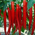 SYK Korean Red Hot Chili Pepper Seeds – 500 Premium Seeds for Fiery, Authentic Korean Heat