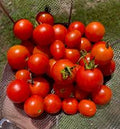 Cherry Potted Red Small Tomato Seeds – 100 Premium Seeds for Compact, High-Yield Plants!