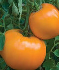BIG American Yellow Tomato Seeds (100 Count) – Golden, Flavorful, High-Yield Variety