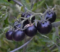 Black Cherry Millinial Tomato Seeds (100 Seeds) – Sweet Heirloom Variety for Garden & Pots