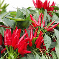 Skyward-Pointing Chili Pepper Seeds – 500 Seeds | Very Hot, High-Yield Variety