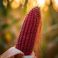 Sweet Red Corn Seeds – 30 Seeds | High-Yield, Nutritious Filipino Variety